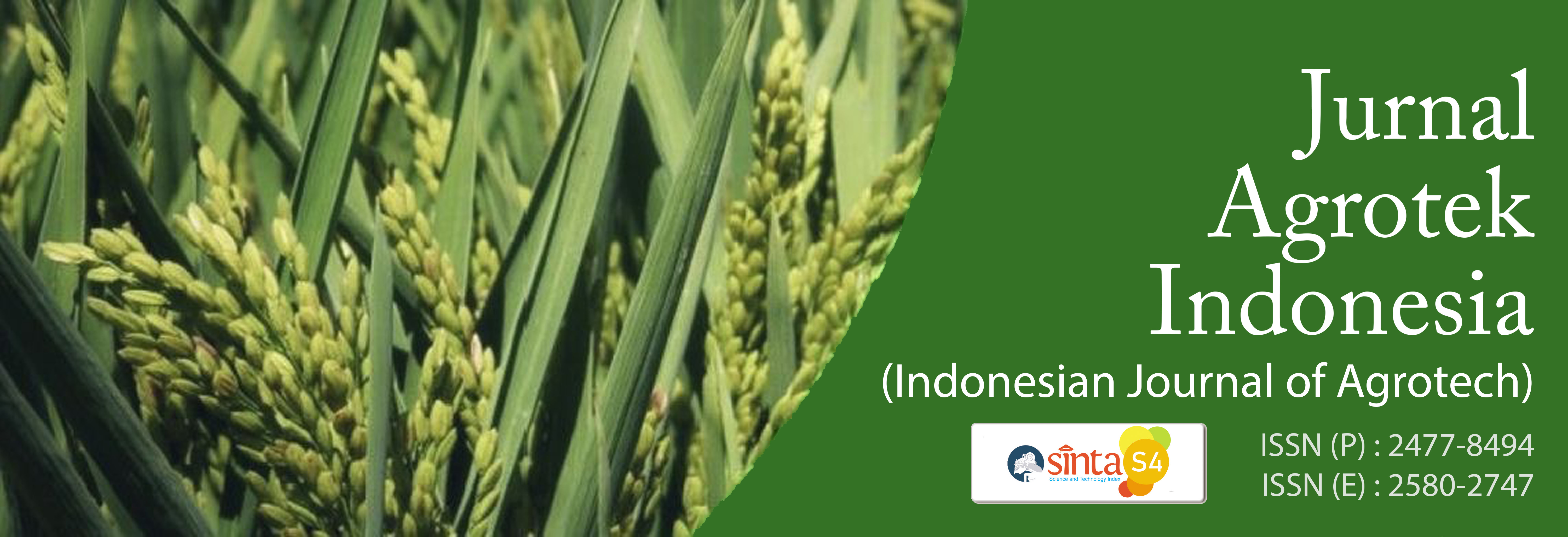 Peningkatan Kualitas Mangga Gedong Gincu Melalui Culture Endospermic Jurnal Agrotek Indonesia